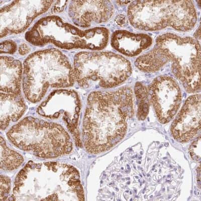 Immunohistochemistry-Paraffin: ETNK2 Antibody [NBP2-49248] - Staining of human kidney shows high expression.