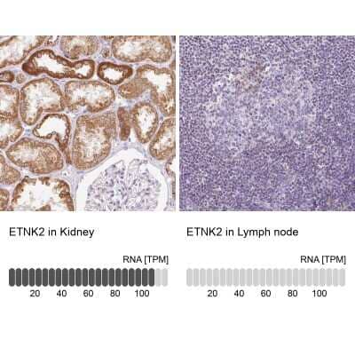 Immunohistochemistry-Paraffin ETNK2 Antibody - BSA Free