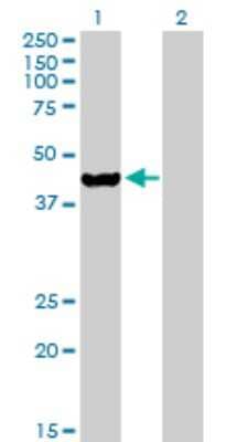 Western Blot ETNK2 Antibody - Azide and BSA Free