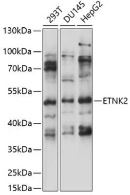 Western Blot ETNK2 Antibody - Azide and BSA Free