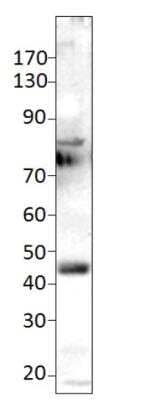 Western Blot ETS1 associated protein II Antibody Blocking Peptide