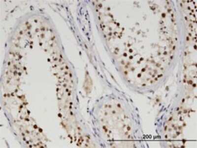 Immunohistochemistry-Paraffin: ETS1 associated protein II Antibody (3D11) [H00051567-M01] - Analysis of monoclonal antibody to TTRAP on formalin-fixed paraffin-embedded human testis. Antibody concentration 1.5 ug/ml.