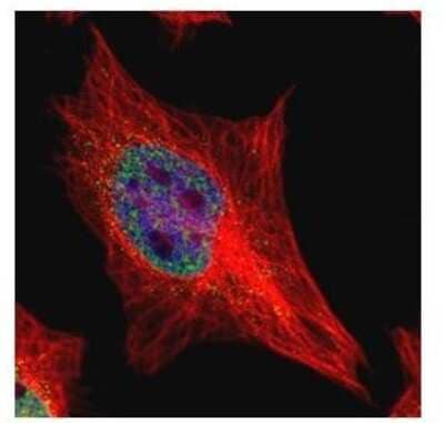 Immunocytochemistry/Immunofluorescence: ETS1 associated protein II Antibody [NBP2-16386] - Confocal immunofluorescence analysis of paraformaldehyde-fixed HeLa, using EAPII antibody (Green) at 1:500 dilution. Alpha-tubulin filaments are labeled with Alpha-tubulin antibody (Red) at 1:2000.