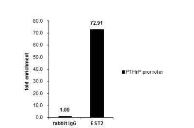 Chromatin Immunoprecipitation: ETS2 Antibody [NBP2-14951] - Cross-linked ChIP was performed with MCF-7 chromatin extract and 5 ug of either control rabbit IgG or anti-ETS2 antibody. The precipitated DNA was detected by PCR with primer set targeting to PTHrP promoter.