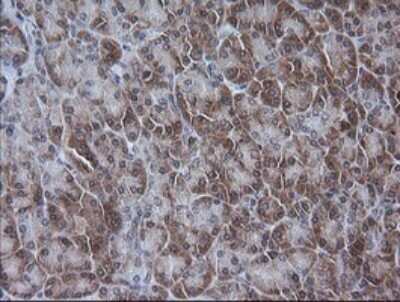 Immunohistochemistry: ETS2 Antibody (OTI2A3) [NBP2-45543] - Analysis of Human pancreas tissue.