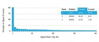 Protein Array: ETS2 Antibody (PCRP-ETS2-1D9) - Azide and BSA Free [NBP3-14209] - Analysis of Protein Array containing more than 19,000 full-length human proteins using ETS2 Antibody (PCRP-ETS2-1D9).