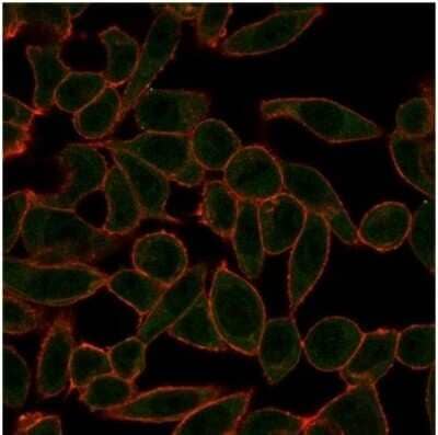 Immunocytochemistry/Immunofluorescence: ETS2 Antibody (PCRP-ETS2-1D9) [NBP3-13877] - Immunofluorescence Analysis of PFA-fixed HeLa cells stained using ETS2 Antibody (PCRP-ETS2-1D9) followed by goat anti-mouse IgG-CF488 (green). CF640A phalloidin (red).