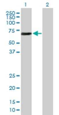 Western Blot: ETS2 Antibody [H00002114-B01P] - Analysis of ETS2 expression in transfected 293T cell line by ETS2 polyclonal antibody.  Lane 1: ETS2 transfected lysate(51.59 KDa). Lane 2: Non-transfected lysate.