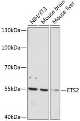 Western Blot: ETS2 Antibody [NBP3-04070] - Analysis of extracts of various cell lines, using ETS2 antibody at 1:1000 dilution. Secondary antibody: HRP Goat Anti-Rabbit IgG (H+L) at 1:10000 dilution. Lysates/proteins: 25ug per lane. Blocking buffer: 3% nonfat dry milk in TBST. Detection: ECL Enhanced Kit.