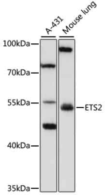 Western Blot ETS2 Antibody - Azide and BSA Free