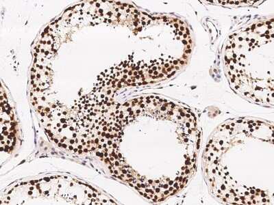 Immunohistochemistry-Paraffin: ETV5/ERM Antibody [NBP2-98876] - Immunochemical staining of human ETV5/ERM in human testis with rabbit polyclonal antibody (1:10000, formalin-fixed paraffin embedded sections).