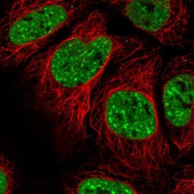 Immunocytochemistry/Immunofluorescence: EVI-1 Antibody [NBP2-48848] - Staining of human cell line HEK 293 shows localization to nuclear speckles. Antibody staining is shown in green.