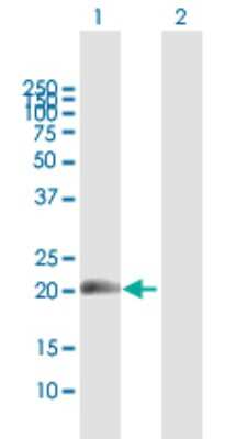 Western Blot: EVI-1 Antibody [H00004197-B01P] - Analysis of MDS1 expression in transfected 293T cell line by MDS1 polyclonal antibody.  Lane 1: MDS1 transfected lysate(18.59 KDa). Lane 2: Non-transfected lysate.