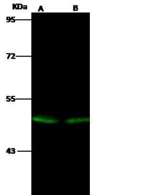 Western Blot EVI2B Antibody - Azide and BSA Free