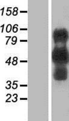 Western Blot EVI2B Overexpression Lysate