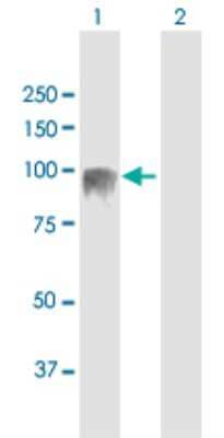 Western Blot: EVI5L Antibody [H00115704-B01P] - Analysis of EVI5L expression in transfected 293T cell line by EVI5L polyclonal antibody.  Lane 1: EVI5L transfected lysate(87.34 KDa). Lane 2: Non-transfected lysate.