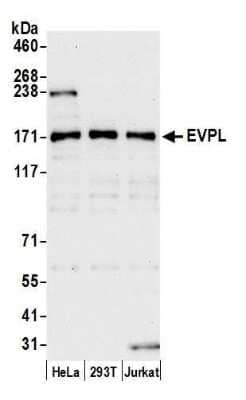 Western Blot: EVPL Antibody [NBP2-59098] - Detection of human EVPL by western blot. Samples: Whole cell lysate (15 ug) from HeLa, 293T, and Jurkat cells prepared using NETN lysis buffer. Antibody: Affinity purified rabbit anti-EVPL antibody NBP2-59098 used for WB at 1:1000. Detection: Chemiluminescence with an exposure time of 30 seconds.