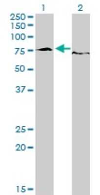 Western Blot: EWSR1 Antibody (5C10) [H00002130-M01] - Analysis of EWSR1 expression in transfected 293T cell line by EWSR1 monoclonal antibody (M01), clone 5C10.Lane 1: EWSR1 transfected lysate(68.5 KDa).Lane 2: Non-transfected lysate.