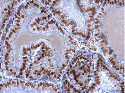 Immunohistochemistry-Paraffin: EWSR1 Antibody [NBP2-16389] - Paraffin-embedded mouse prostate.  EWSR1 antibody  dilution: 1:500.