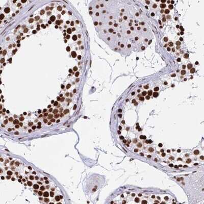 Immunohistochemistry-Paraffin: EWSR1 Antibody [NBP2-49380] - Staining of human testis shows high expression.