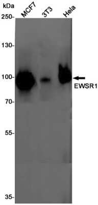 Western Blot: EWSR1 Antibody (S09-3A7) [NBP3-14931] - Western blot detection of EWSR1 in MCF7, 3T3, Hela cell lysates using EWSR1 Rabbit mAb (1:1000 diluted). Predicted band size: 69KDa. Observed band size: 85KDa.