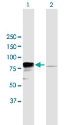 Western Blot: EWSR1 Antibody [H00002130-B02P] - Analysis of EWSR1 expression in transfected 293T cell line by EWSR1 polyclonal antibody.  Lane 1: EWSR1 transfected lysate(68.50 KDa). Lane 2: Non-transfected lysate.