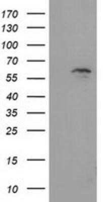 Flow Cytometry: EXD1 Antibody (OTI5B5) - Azide and BSA Free [NBP2-72443] - HEK293T cells were transfected with the pCMV6-ENTRY control (Left lane) or pCMV6-ENTRY EXD1 (Right lane) cDNA for 48 hrs and lysed. Equivalent amounts of cell lysates (5 ug per lane) were separated by SDS-PAGE and immunoblotted with anti-EXD1.