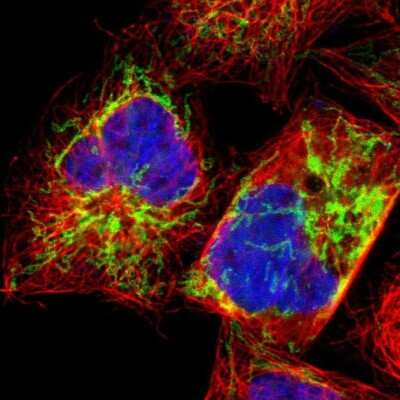Immunocytochemistry/Immunofluorescence: EXD2 Antibody [NBP1-88405] - Staining of human cell line A-431 shows localization to mitochondria. Antibody staining is shown in green.