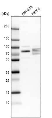 Western Blot: EXD2 Antibody [NBP1-88405] - Analysis in mouse cell line NIH-3T3 and rat cell line NBT-II.