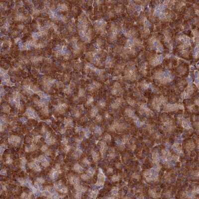 Immunohistochemistry-Paraffin: EXOC3L4 Antibody [NBP1-94124] - Staining of human pancreas shows strong cytoplasmic positivity in exocrine glandular cells.