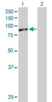 Western Blot: EXOC5 Antibody [H00010640-B01P] - Analysis of EXOC5 expression in transfected 293T cell line by EXOC5 polyclonal antibody.  Lane 1: EXOC5 transfected lysate(77.88 KDa). Lane 2: Non-transfected lysate.