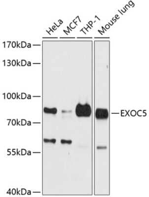 Western Blot EXOC5 Antibody - BSA Free