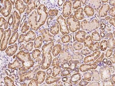 Immunohistochemistry-Paraffin: EXOD1 Antibody [NBP2-97773] - Immunochemical staining of human EXOD1 in human kidney with rabbit polyclonal antibody at 1:100 dilution, formalin-fixed paraffin embedded sections.