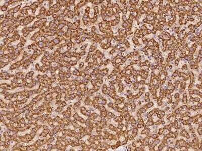 Immunohistochemistry-Paraffin: EXOD1 Antibody [NBP2-97773] - Immunochemical staining of human EXOD1 in human liver with rabbit polyclonal antibody at 1:100 dilution, formalin-fixed paraffin embedded sections.