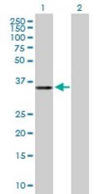 Western Blot: EXOD1 Antibody [H00112479-B01P] - Analysis of ERI2 expression in transfected 293T cell line by ERI2 polyclonal antibody.  Lane 1: MGC16943 transfected lysate(36.08 KDa). Lane 2: Non-transfected lysate.