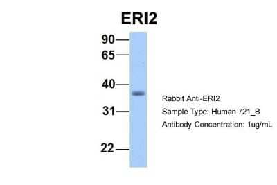 Western Blot: EXOD1 Antibody [NBP1-55303] - Human 721_B, Antibody Dilution: 1.0 ug/ml ERI2 is supported by BioGPS gene expression data to be expressed in 721_B.