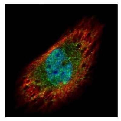 Immunocytochemistry/Immunofluorescence: EXOSC3 Antibody [NBP2-16392] - Confocal immunofluorescence analysis of paraformaldehyde-fixed HeLa, using EXOSC3 antibody (Green) at 1:500 dilution. Alpha-tubulin filaments are labeled with Alpha-tubulin antibody (Red) at 1:2000.