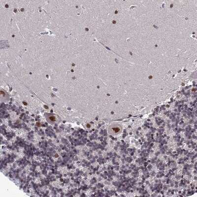 Immunohistochemistry-Paraffin: EXOSC3 Antibody [NBP1-91874] - Staining of human cerebellum shows strong nuclear positivity in Purkinje cells.