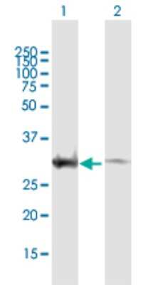 Western Blot: EXOSC3 Antibody [H00051010-B01P] - Analysis of EXOSC3 expression in transfected 293T cell line by EXOSC3 polyclonal antibody.  Lane 1: EXOSC3 transfected lysate(30.25 KDa). Lane 2: Non-transfected lysate.