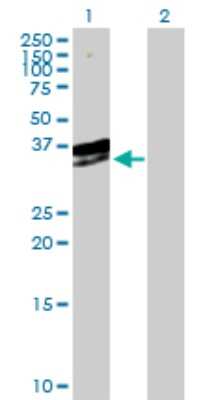 Western Blot: EXOSC3 Antibody [H00051010-D01P] - Analysis of EXOSC3 expression in transfected 293T cell line by EXOSC3 polyclonal antibody.Lane 1: EXOSC3 transfected lysate(29.60 KDa).Lane 2: Non-transfected lysate.