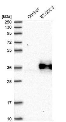 Western Blot EXOSC3 Antibody