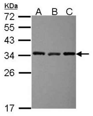 Western Blot: EXOSC3 Antibody [NBP2-16392] - Sample (30 ug of whole cell lysate) A: A431 B: JurKat C: Raji 12% SDS PAGE gel, diluted at 1:1000.