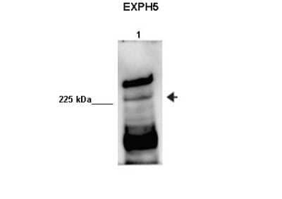 Western Blot: EXPH5 Antibody [NBP1-80506] - Human sperm extract.