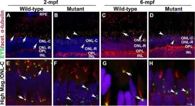 Immunocytochemistry/ Immunofluorescence EYS/RP25 Antibody