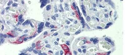 Immunohistochemistry-Paraffin EZFIT/ZNF71 Antibody - BSA Free
