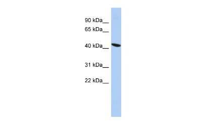 Western Blot EZFIT/ZNF71 Antibody - BSA Free
