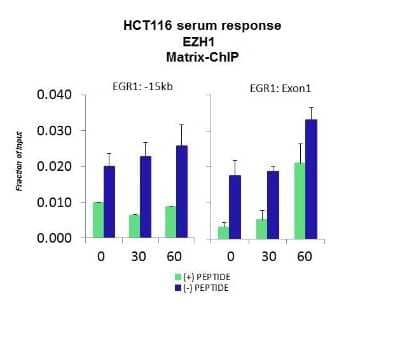 Chromatin Immunoprecipitation: EZH1 Antibody [NBP2-87384] - Quiescent human colon carcinoma HCT116 cultures were treated with 10% FBS for three time points (0, 15, 30min) or (0, 30, 60min) were used in Matrix-ChIP and real-time PCR assays at EGR1 gene (Exon1) and 15kb upstream site.