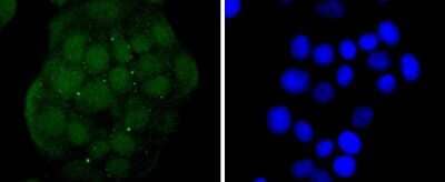 Immunocytochemistry/Immunofluorescence: EZH2/KMT6 Antibody (JJ089-9) [NBP2-67881] - Staining KMT6/EZH2 in MCF-7 cells (green). The nuclear counter stain is DAPI (blue). Cells were fixed in paraformaldehyde, permeabilised with 0.25% Triton X100/PBS.
