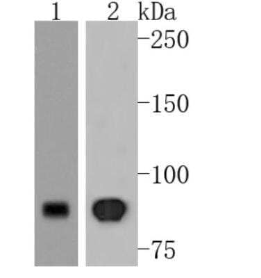 Western Blot: EZH2/KMT6 Antibody (JJ089-9) [NBP2-67881] - Analysis of KMT6/EZH2 on different lysates. Proteins were transferred to a PVDF membrane and blocked with 5% BSA in PBS for 1 hour at room temperature. The primary antibody (1/500) was used in 5% BSA at room temperature for 2 hours. Goat Anti-Rabbit IgG - HRP Secondary Antibody (HA1001) at 1:200,000 dilution was used for 1 hour at room temperature. Positive control: Lane 1: 293T cell lysateLane 2: 293 cell lysate.