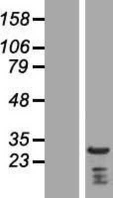 Western Blot Eaf6 Overexpression Lysate